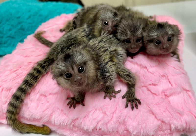 Primate Store Monkeys for sale