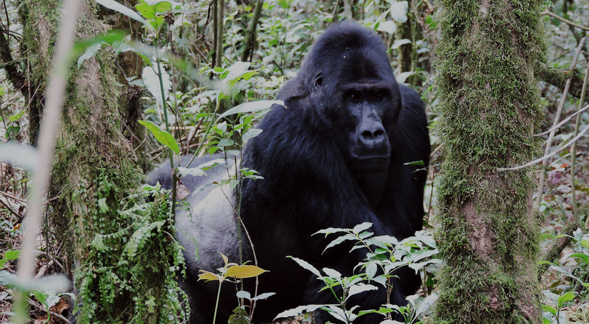 Primate expertiseprimate expertise A Professional Organization