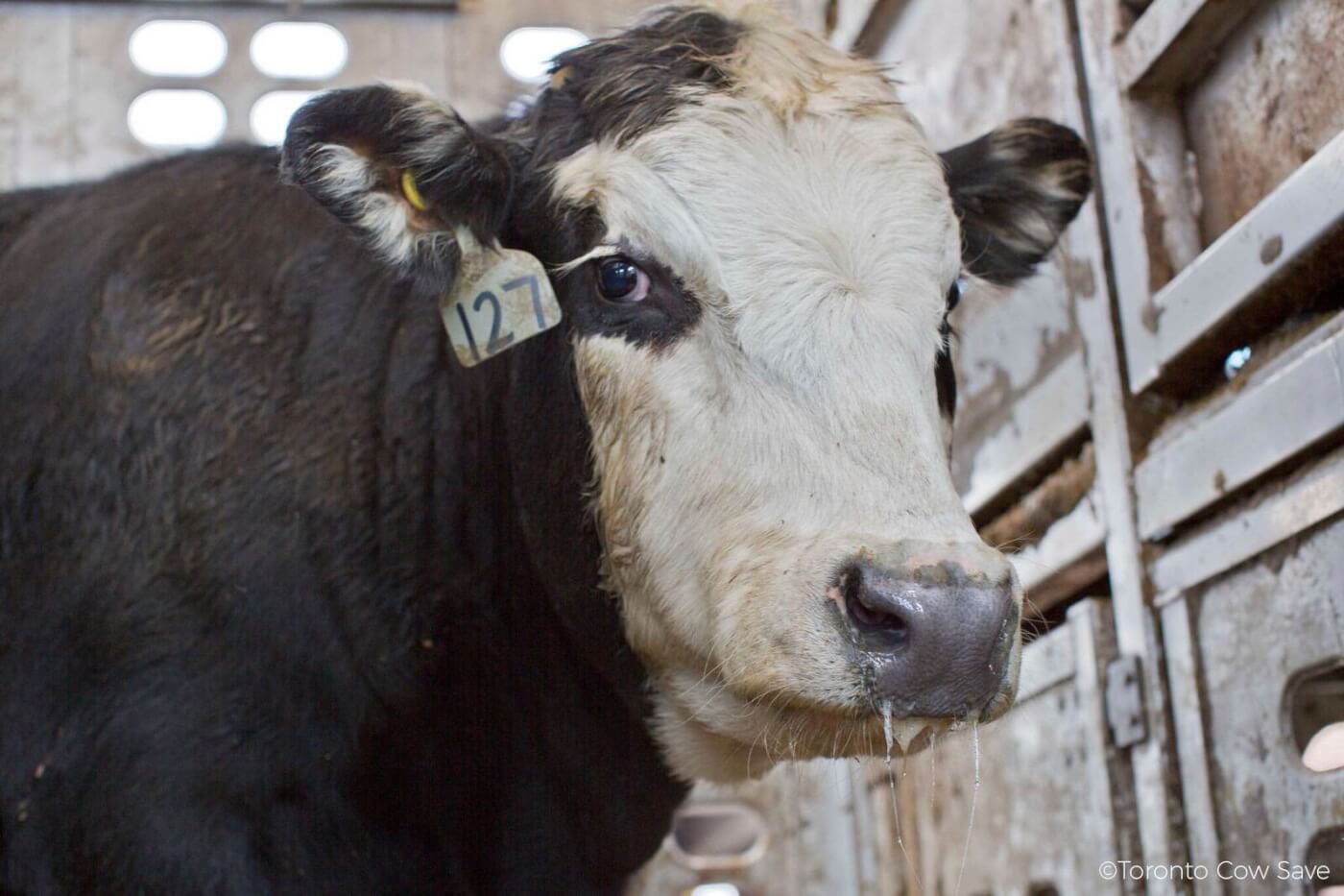 PETA Prime Why the Government Promotes the Dairy Industry—Part 2