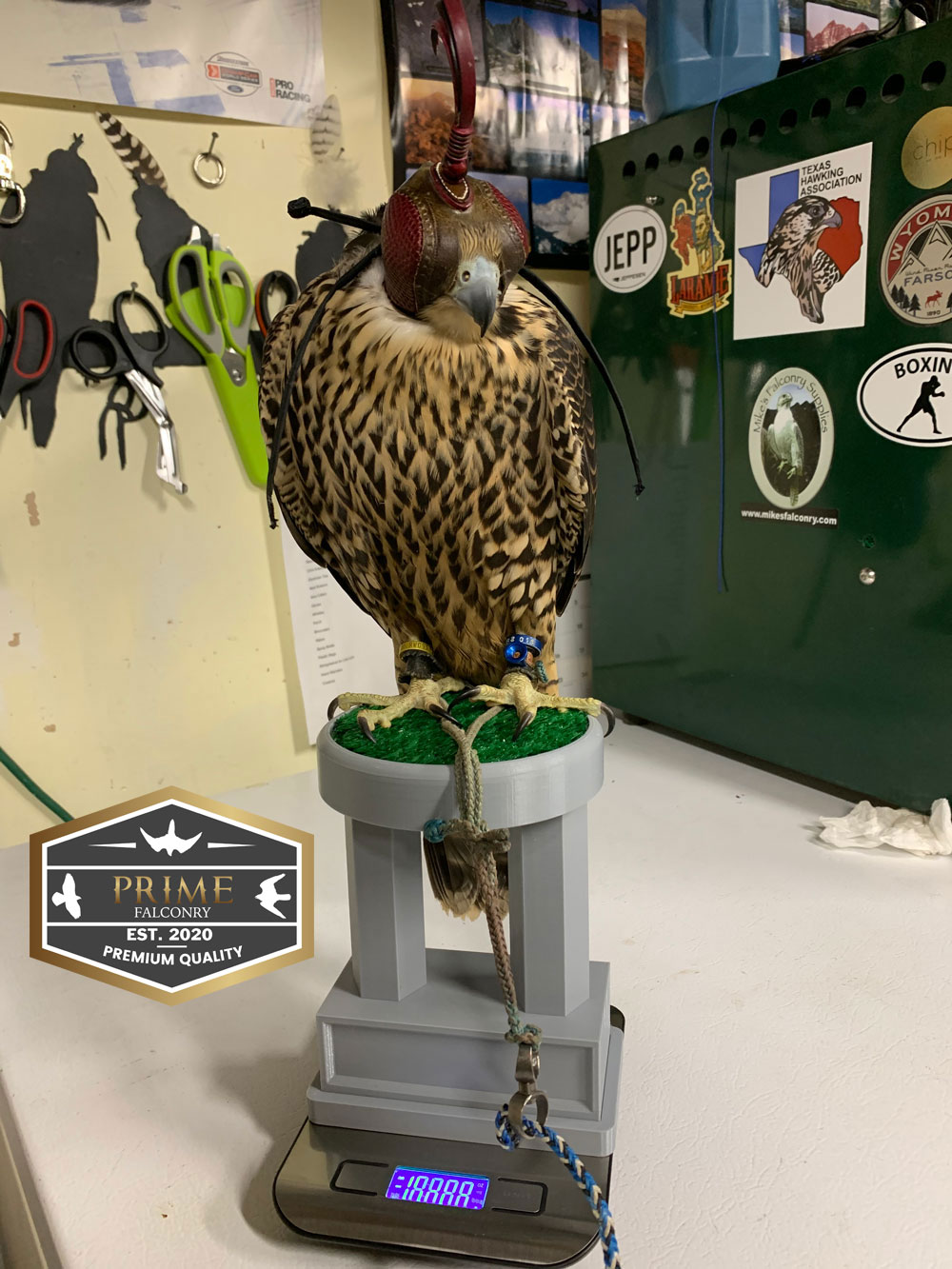 Falconry Scale with Perch Prime Falconry
