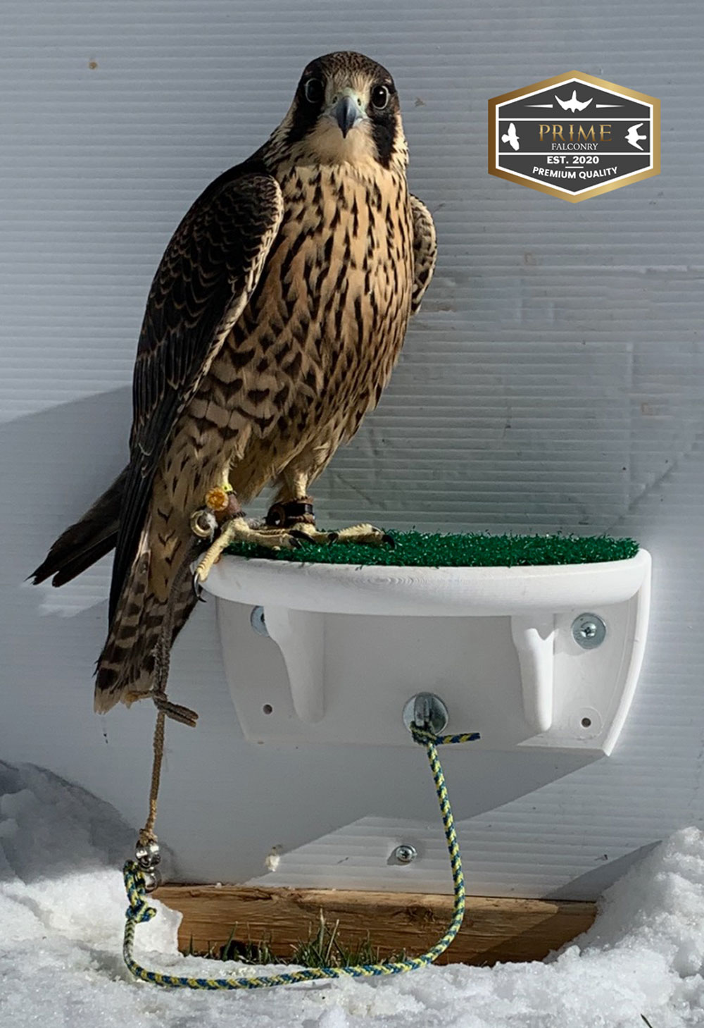 Falconry Shelf Perch Prime Falconry