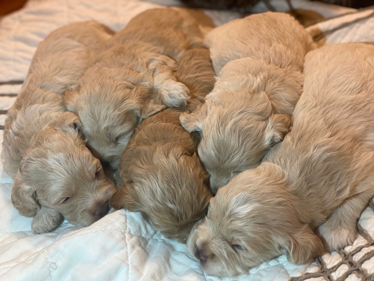 Cockapoo Litter (Blake x Pandora)