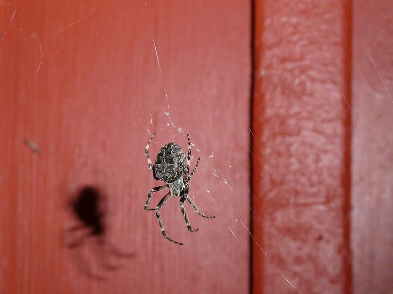 Get Rid Of Spiders Fast Prime Pest Control