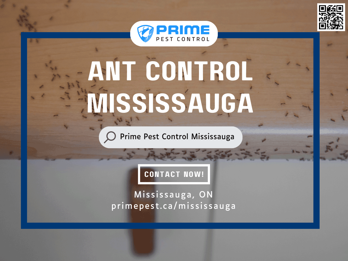 Pest Control Services in Mississauga Prime Pest Control