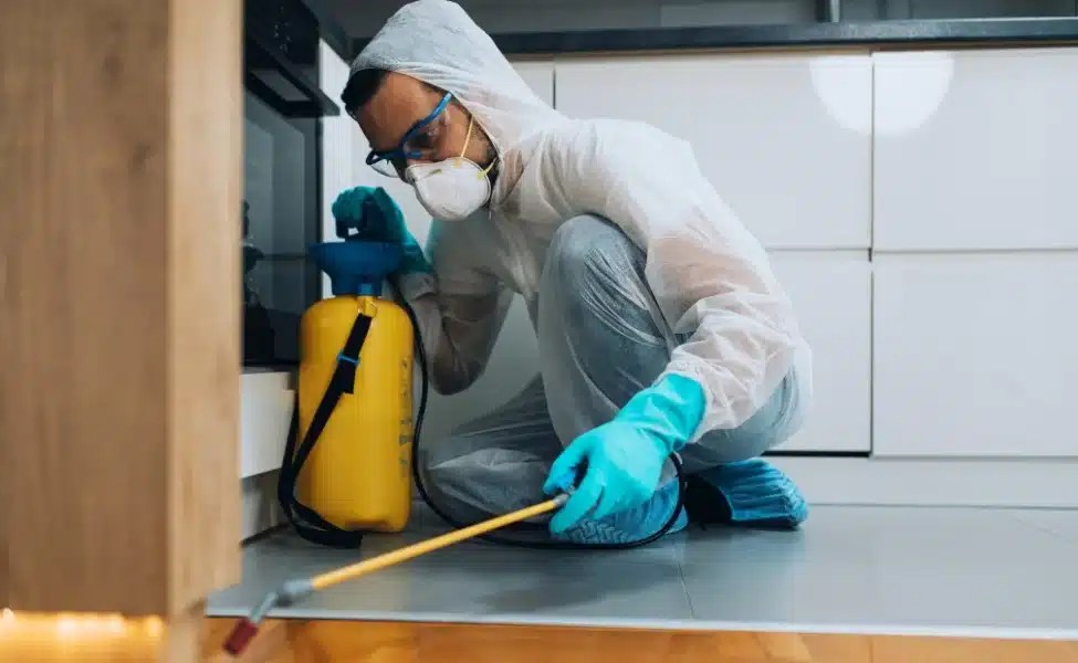 Taking Back Your Home Pest Control Solutions for Las Vegas Pest