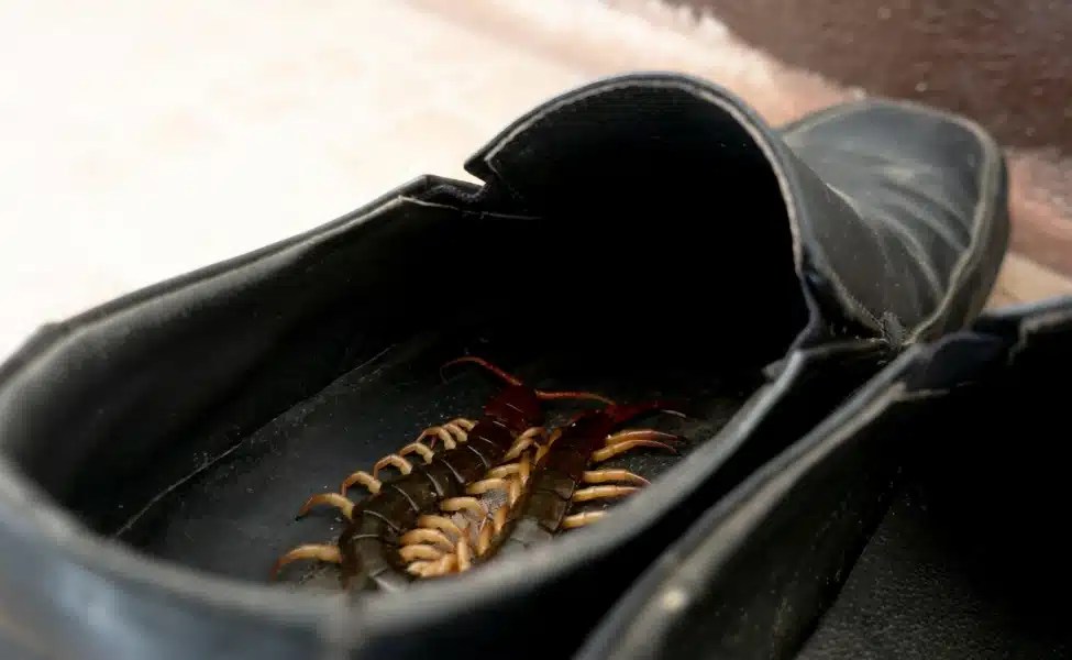 The Essential Guide to Pest Control in Las Vegas Pest Control in Las Vegas