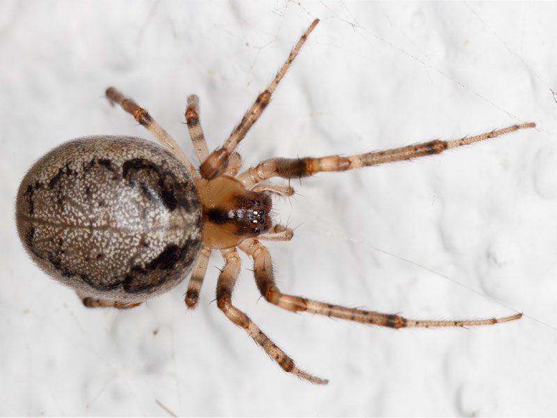 Spider control London Prime Pest Control London