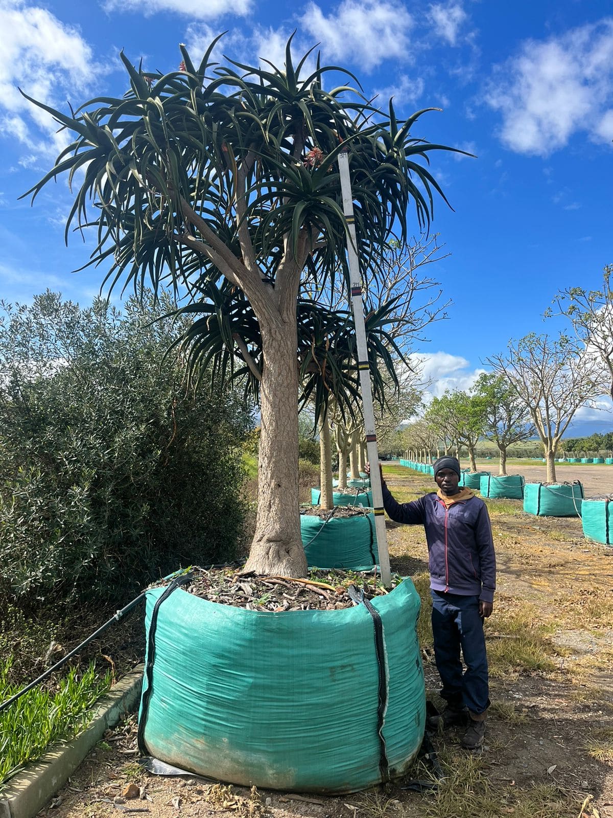 Aloe Barberae Tree Aloe Wholesale Trees For Sale Near Cape Town