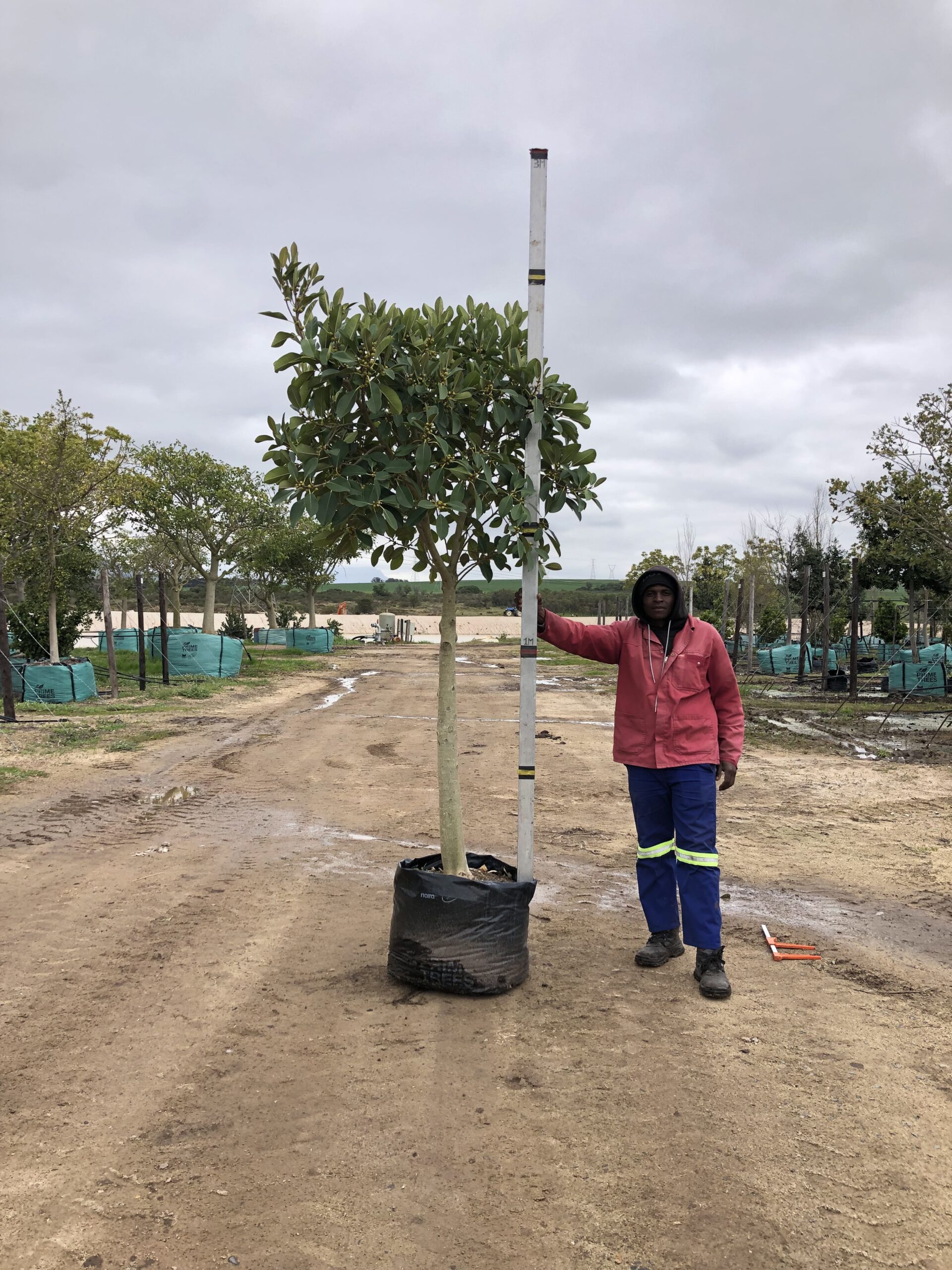Ficus Rubiginosa Moretonbay Fig Wholesale Trees For Sale Near Cape Town
