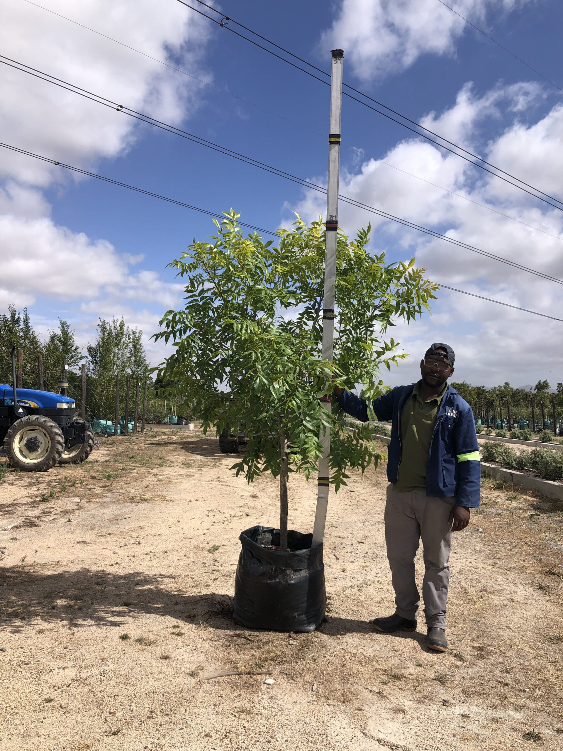 Deciduous Trees Wholesale Trees For Sale Near Cape Town