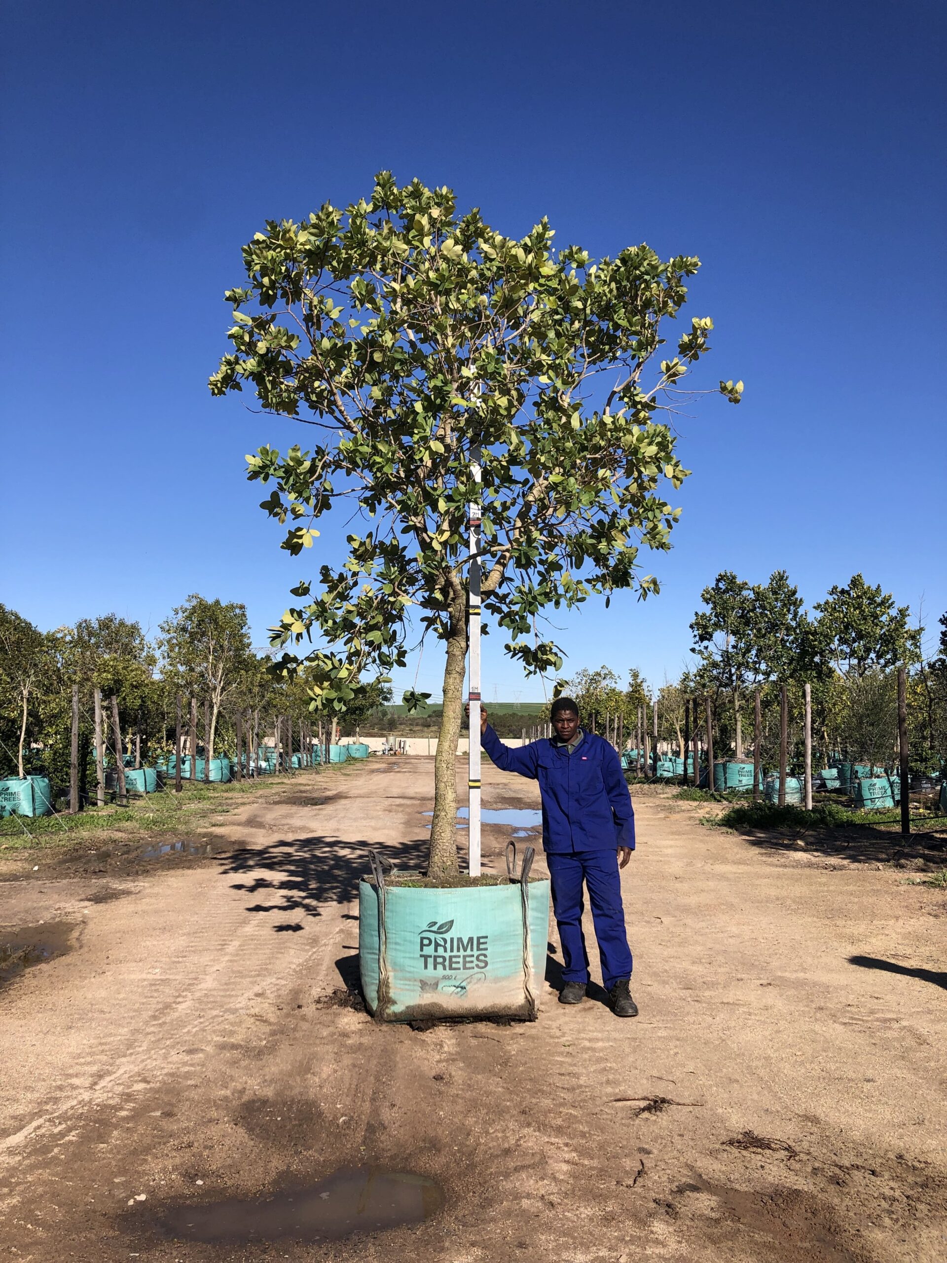 Flowering Trees Wholesale Trees For Sale Near Cape Town