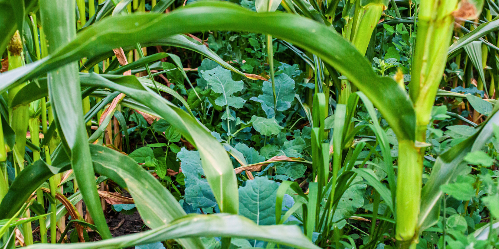 Your Guide to Planting Cover Crops Glenside, PA