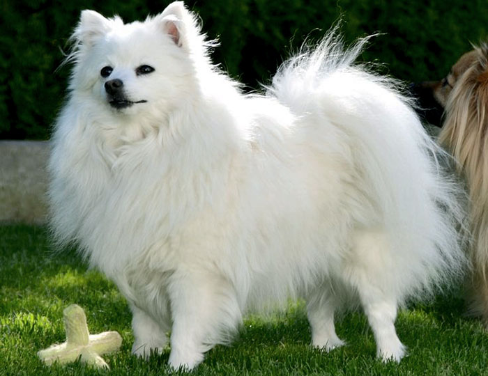 Volpino Italiano Dog Breed Information Characteristics