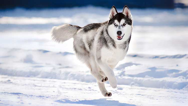 Siberian Husky Facts Top Ten List Most Interesting