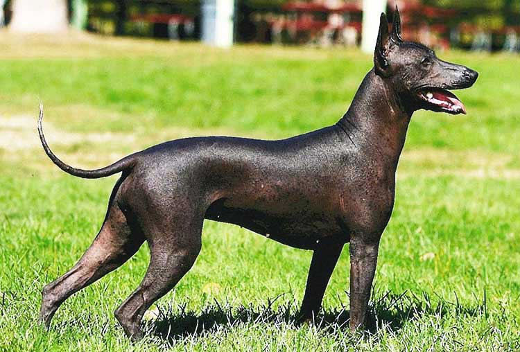 Xoloitzcuintli Dog Breed Info Characteristics Traits