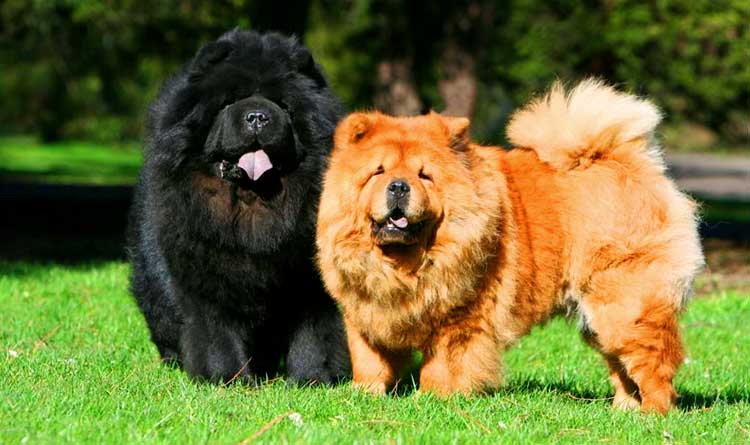 Chow Chow Facts Top Ten List Most Interesting