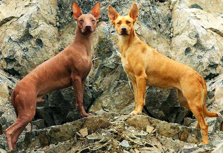 Peruvian Hairless Dog Breed Info Characteristics Traits Personality