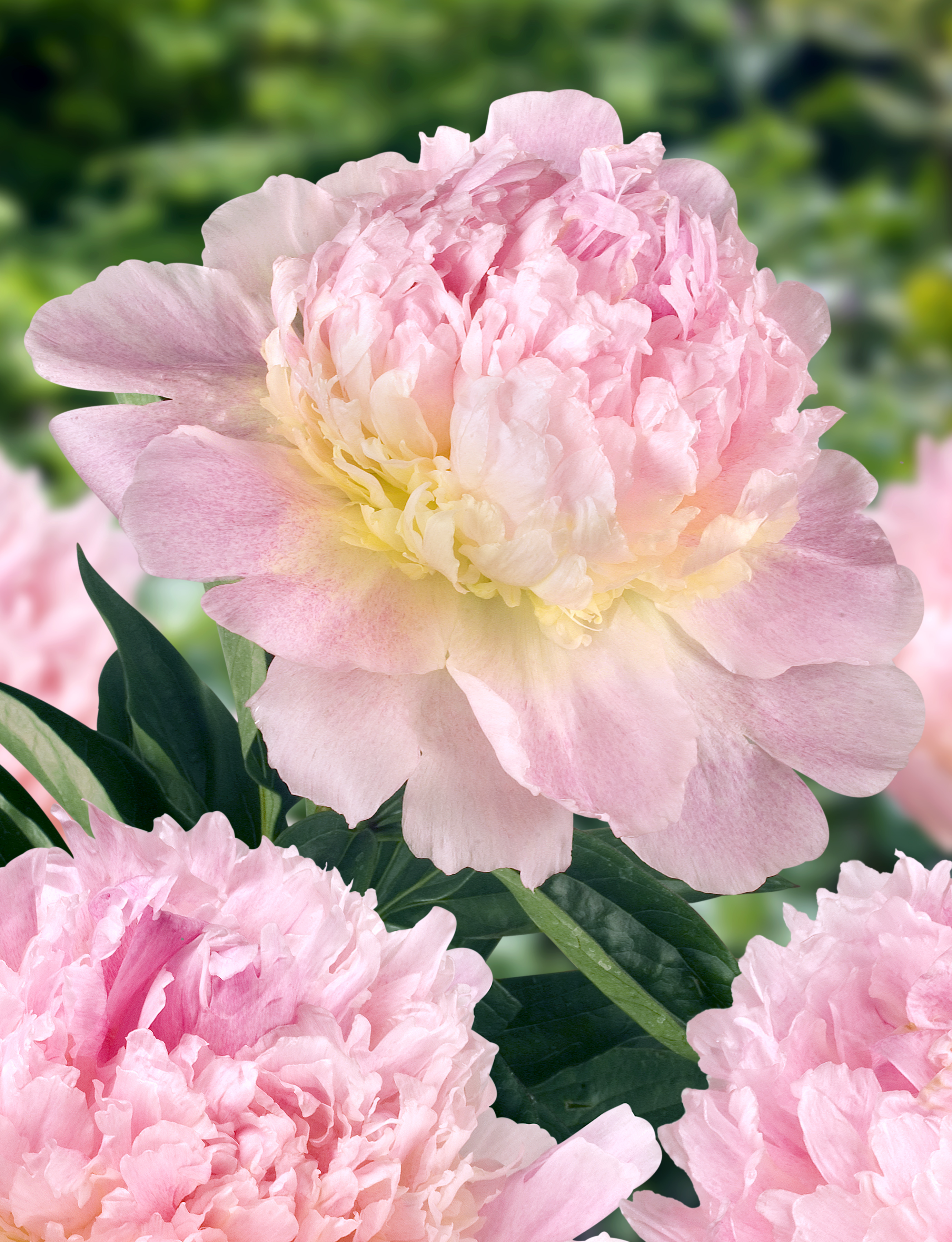 Paeonia lactiflora 'Raspberry Sundae' (Peony 'Raspberry Sundae