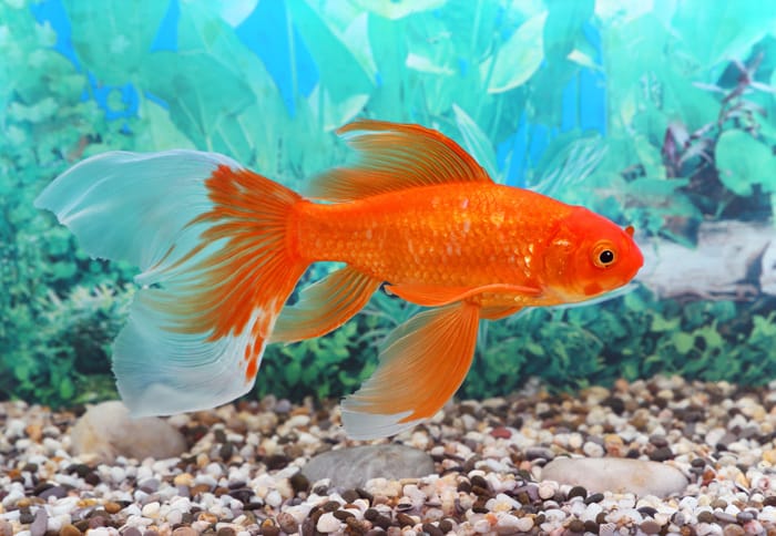 What Type Of Pet To Get If My Apartment Doesnâ€™t Allow Dogs or Cats