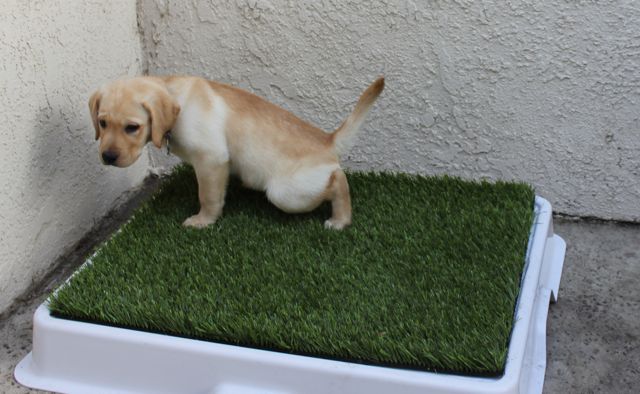 how to toilet train a labrador puppy