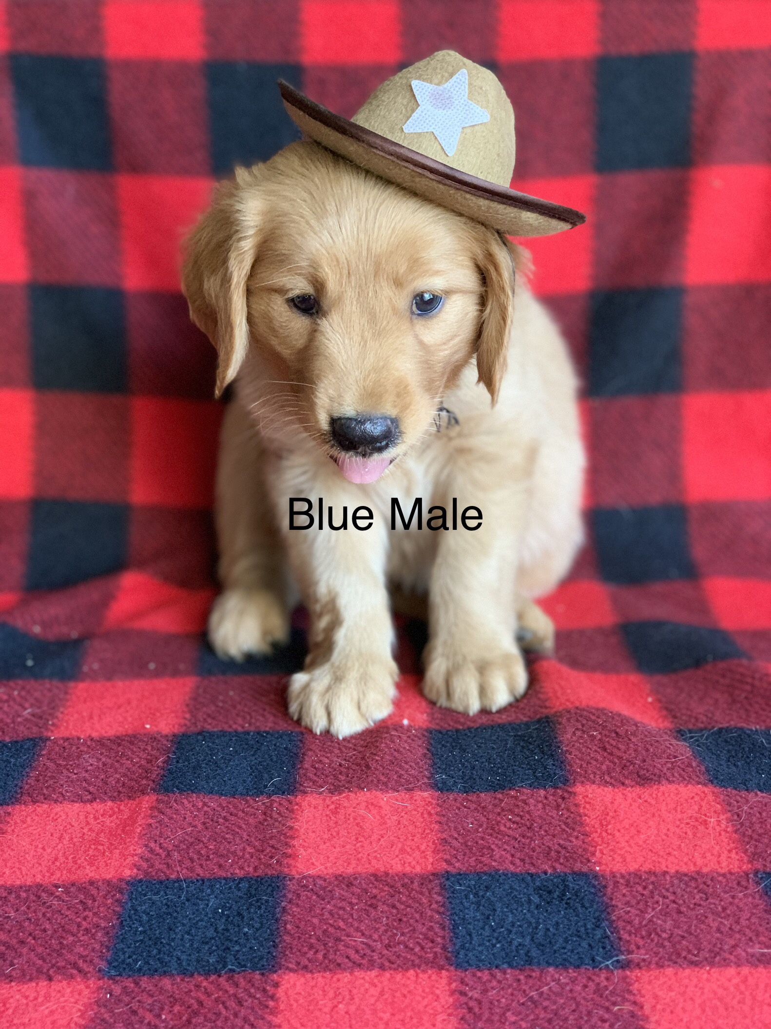 Prince’s Goldens golden retriever puppies