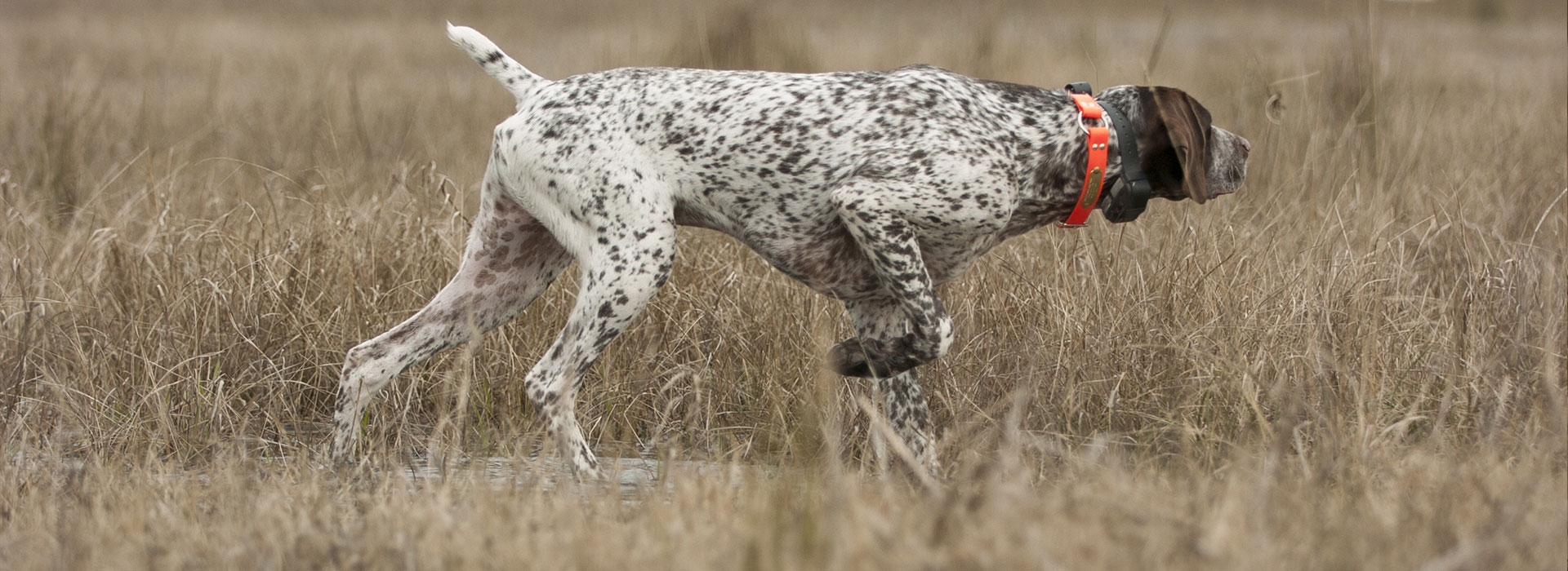 German Shorthaired Pointer Hunting Dogs Puppy Breeder & Gun Dog
