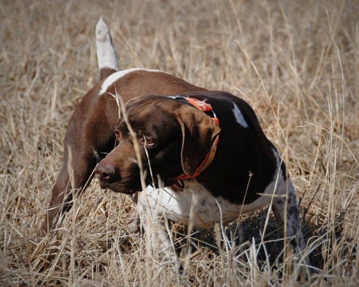 German Shorthaired Pointer Hunting Dogs Puppy Breeder & Gun Dog