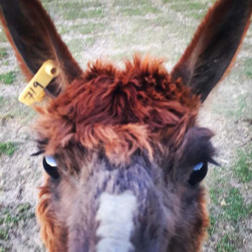 Lily the Alpaca | Princess In A Caravan travel blogger