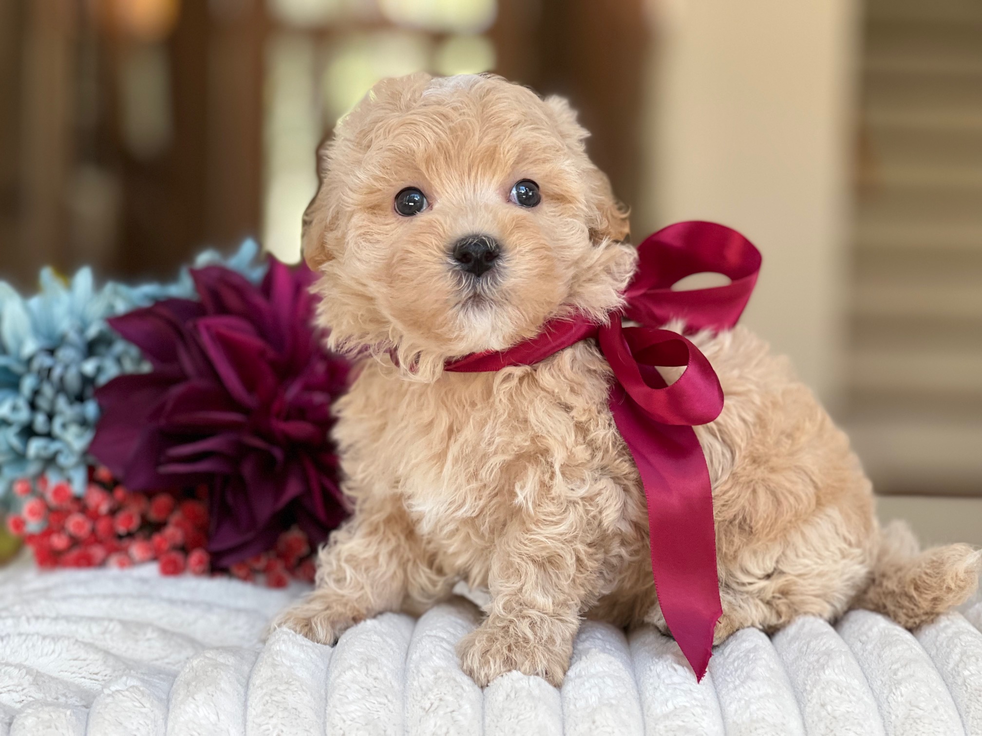 Newborn Maltipoo