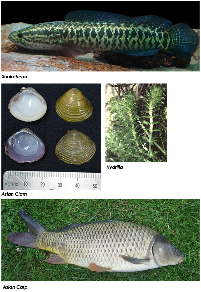 Preventing the Transfer of Invasive Species via the Champlain Canal