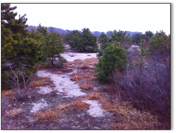 Cold Brook Preserve Restoration Project PRINCETON HYDRO