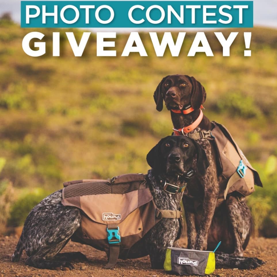 Fetch! Pet Care Contest Prince William Living