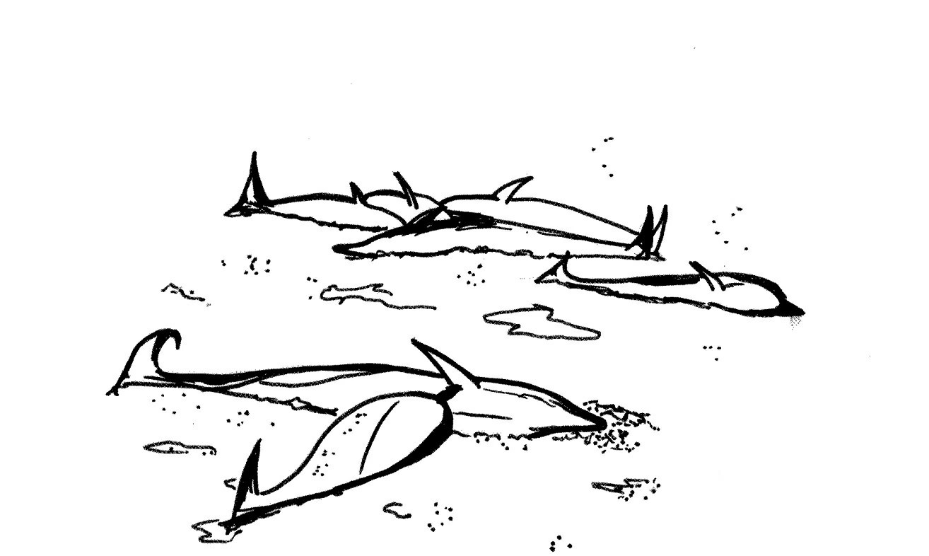 Airbus Beluga Coloring Page Coloring Pages