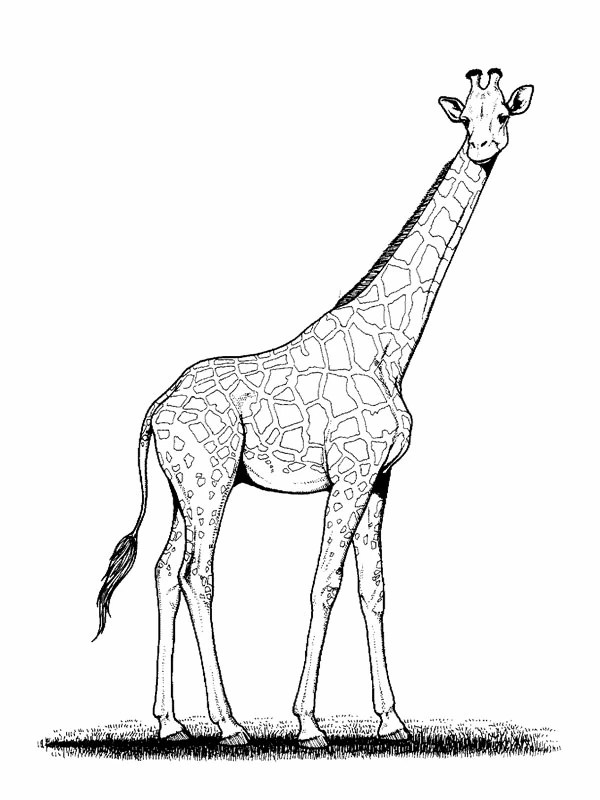 Giraffe Coloring Pages 100 Printable Coloring Pages WONDER.