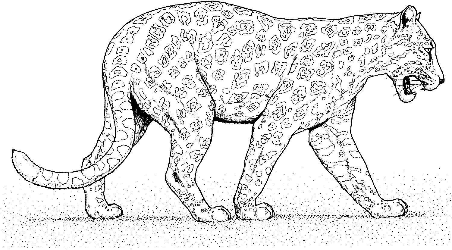 Panther 51 (Animals) Printable coloring pages