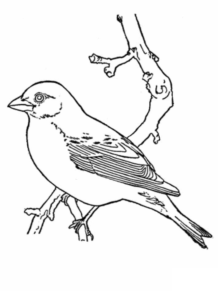 Printable Bird Stencil Basic – Free download and print for you.