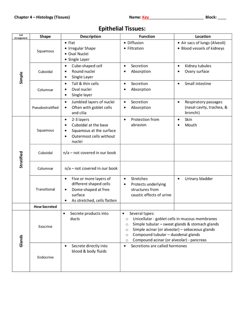 Anatomy Worksheets Epithelial Tissues Answers - Printable Worksheets