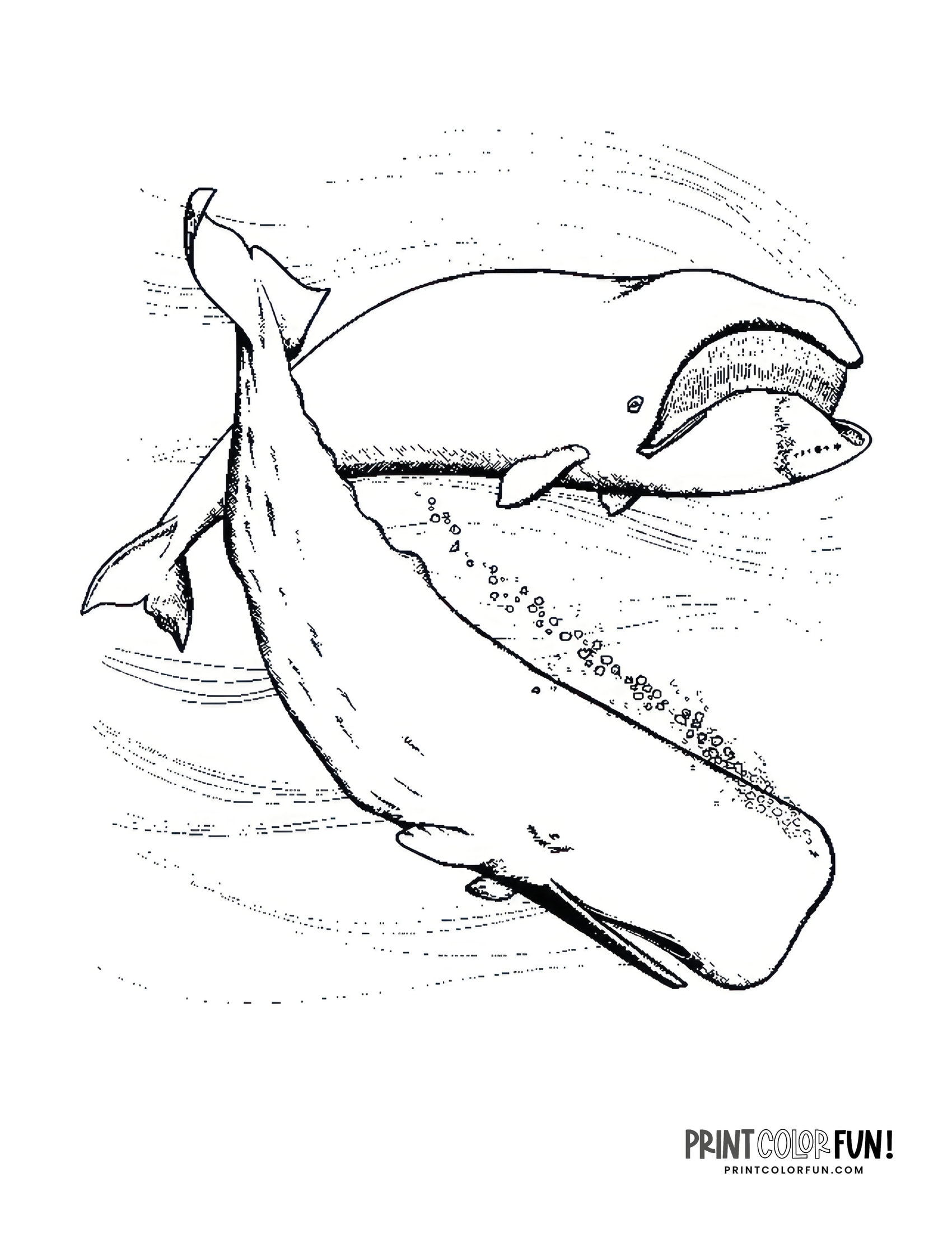 Sperm Whale Coloring Pages