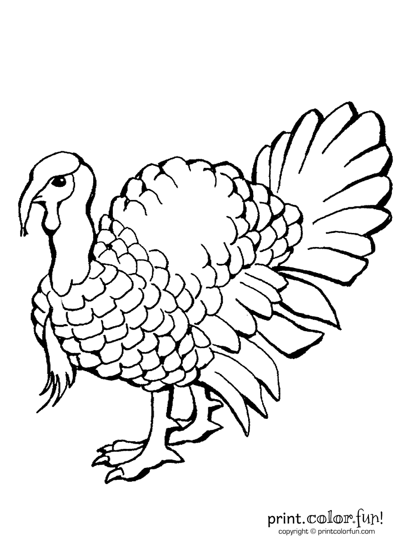 A turkey coloring page - Print. Color. Fun!