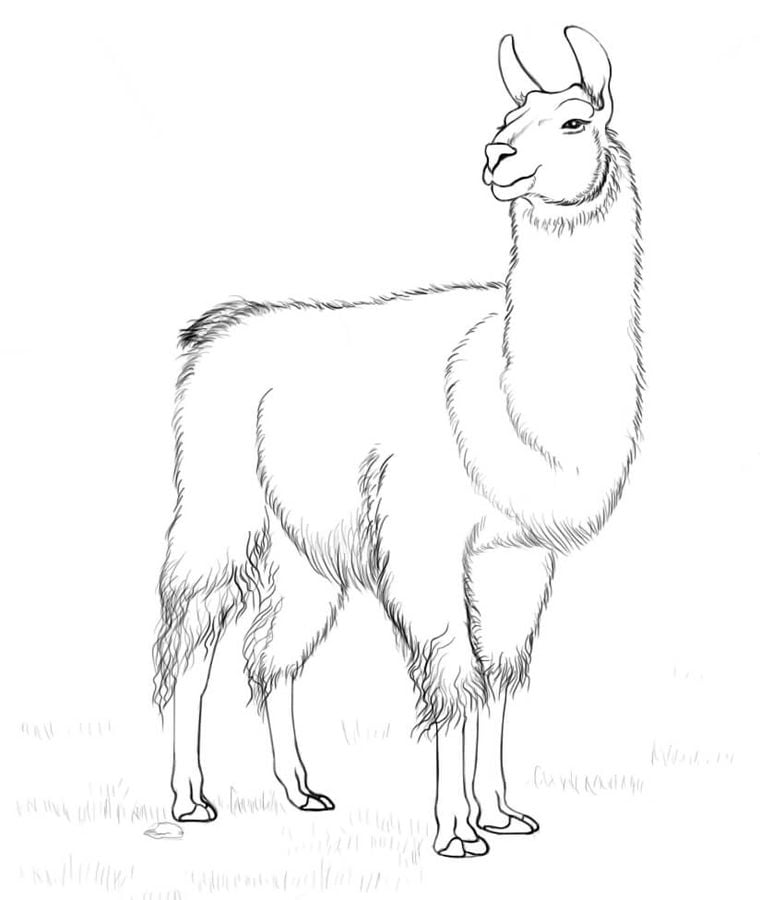 Ausmalbilder Ausmalbilder Lama zum ausdrucken, kostenlos, für Kinder