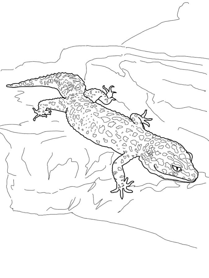Ausmalbilder Ausmalbilder Gecko zum ausdrucken, kostenlos, für Kinder und Erwachsene