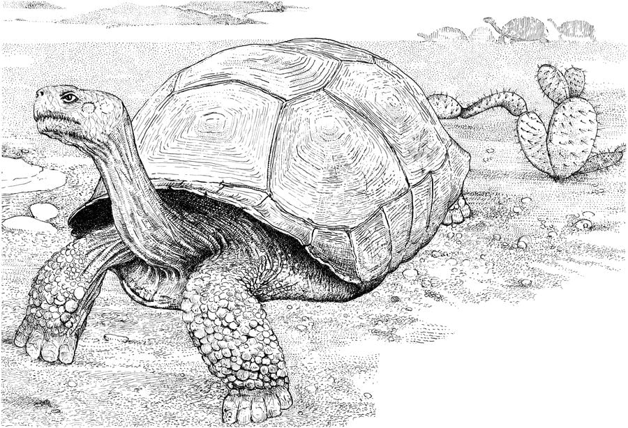 Ausmalbilder Schildkröte zum ausdrucken, kostenlos, für Kinder und