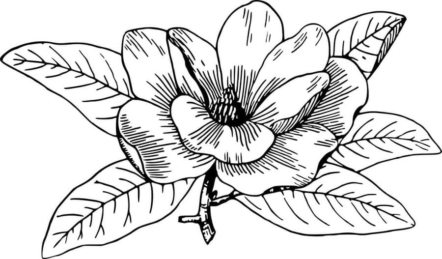 Coloring pages Magnolia, printable for kids & adults, free to download