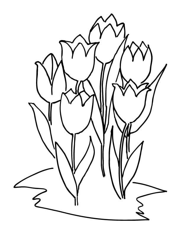 Ausmalbilder Ausmalbilder Tulpen zum ausdrucken, kostenlos, für