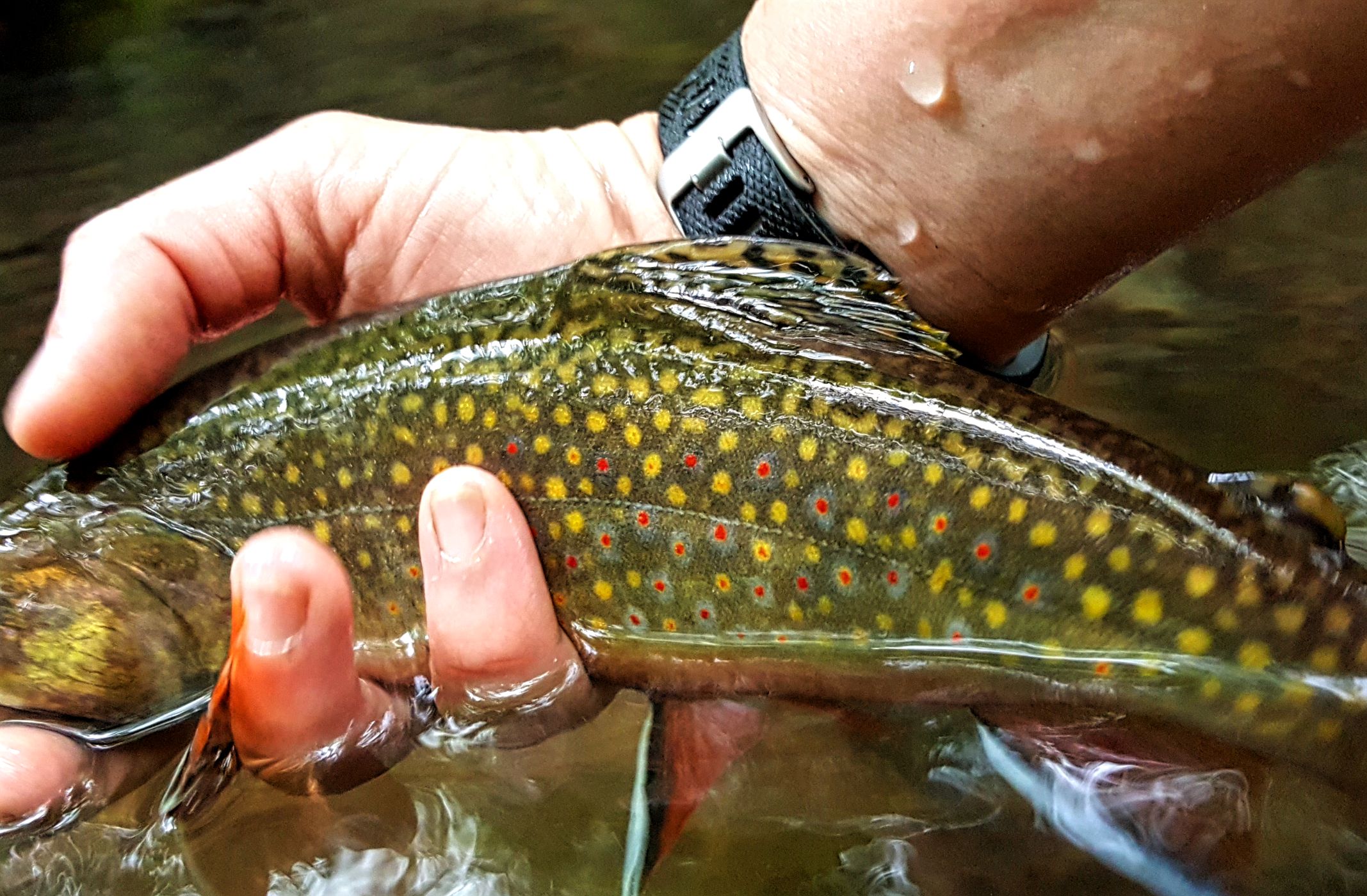 Pennsylvania Trout Unlimited Priority Waters