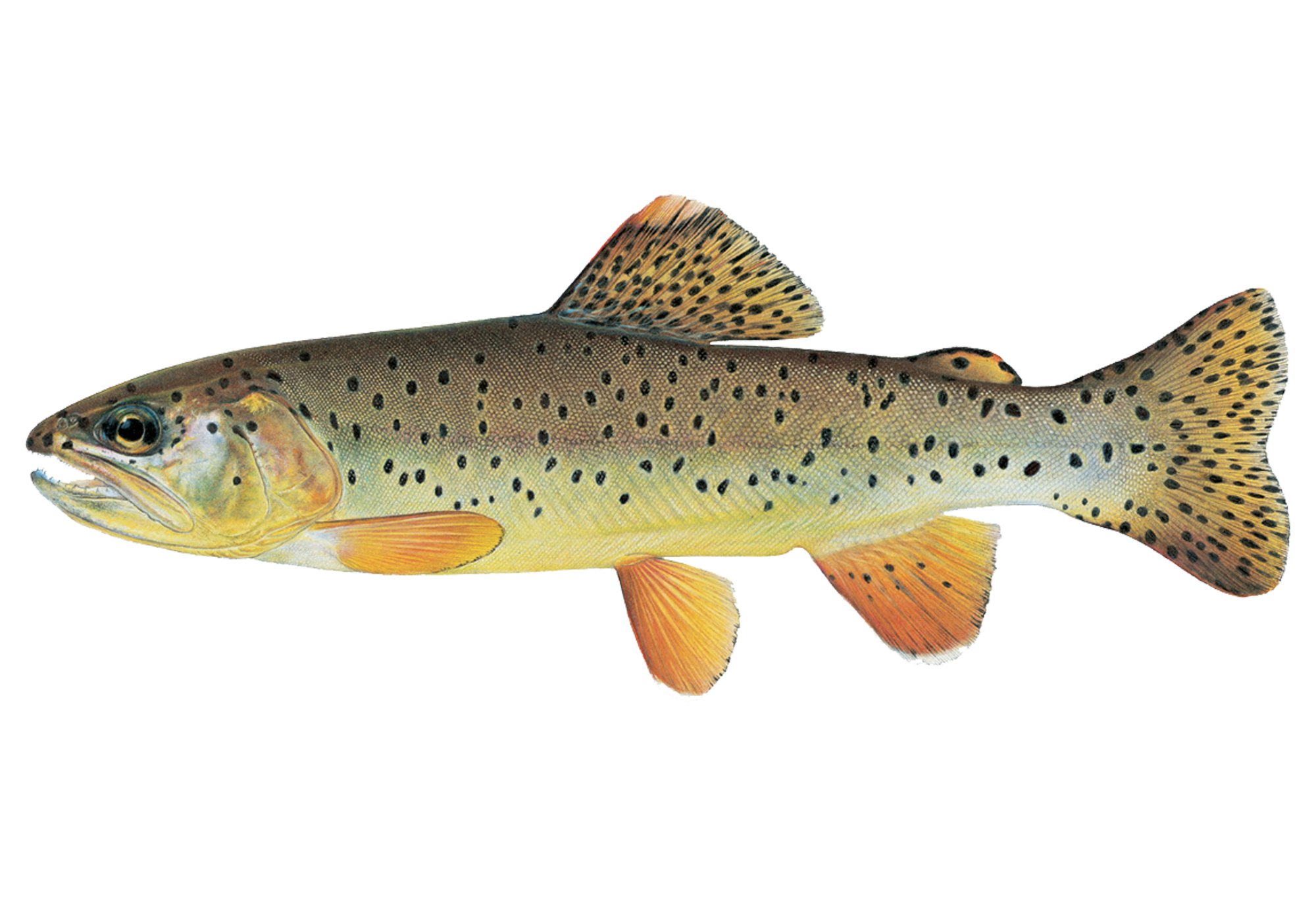 Resilience Trout Unlimited Priority Waters