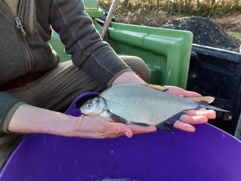Bream Farm Priory Fishery