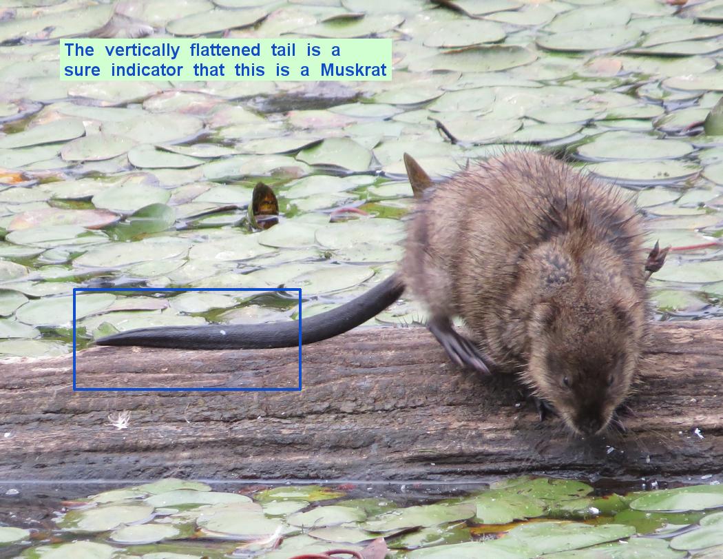 Yes we do have Muskrats at Delta Ponds!
