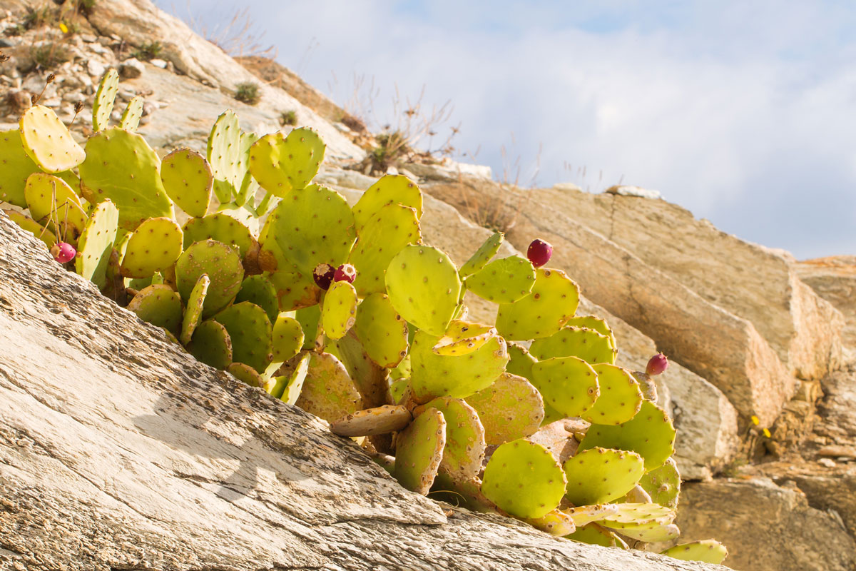 Cactus flower extracts may prove beneficial in benign hyperplasia