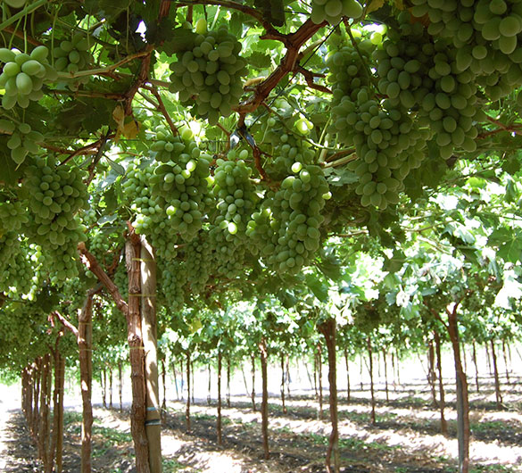 Pristine Grapes from Delano Farms and Four Star Fruit, Delano, California